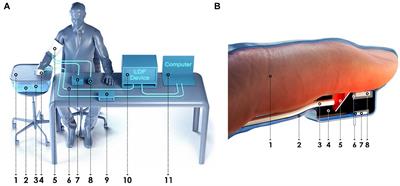 Multimodal Optical Diagnostics of the Microhaemodynamics in Upper and Lower Limbs